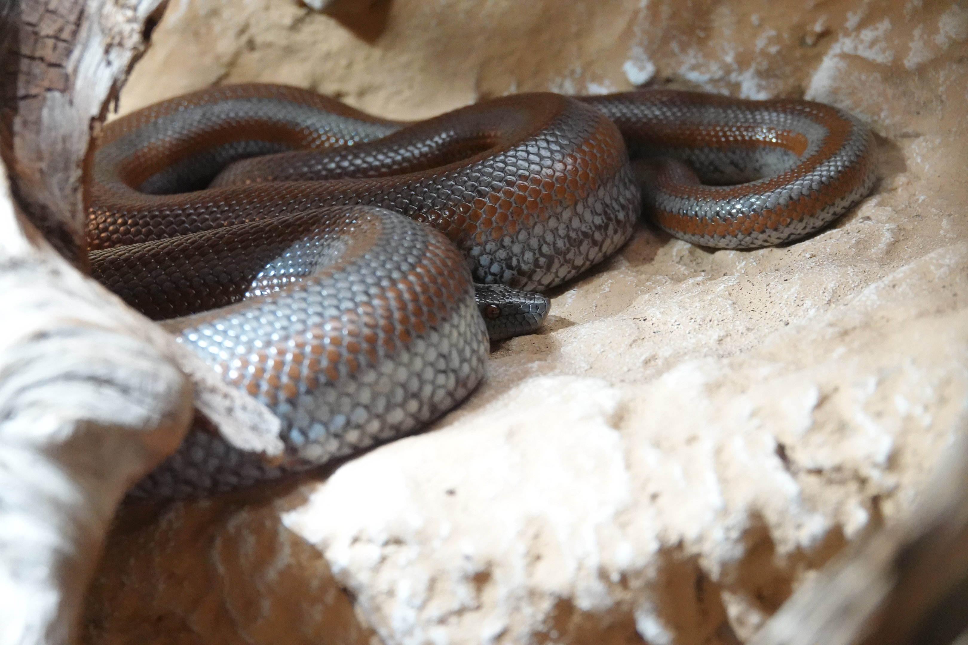 Desert rosy boa