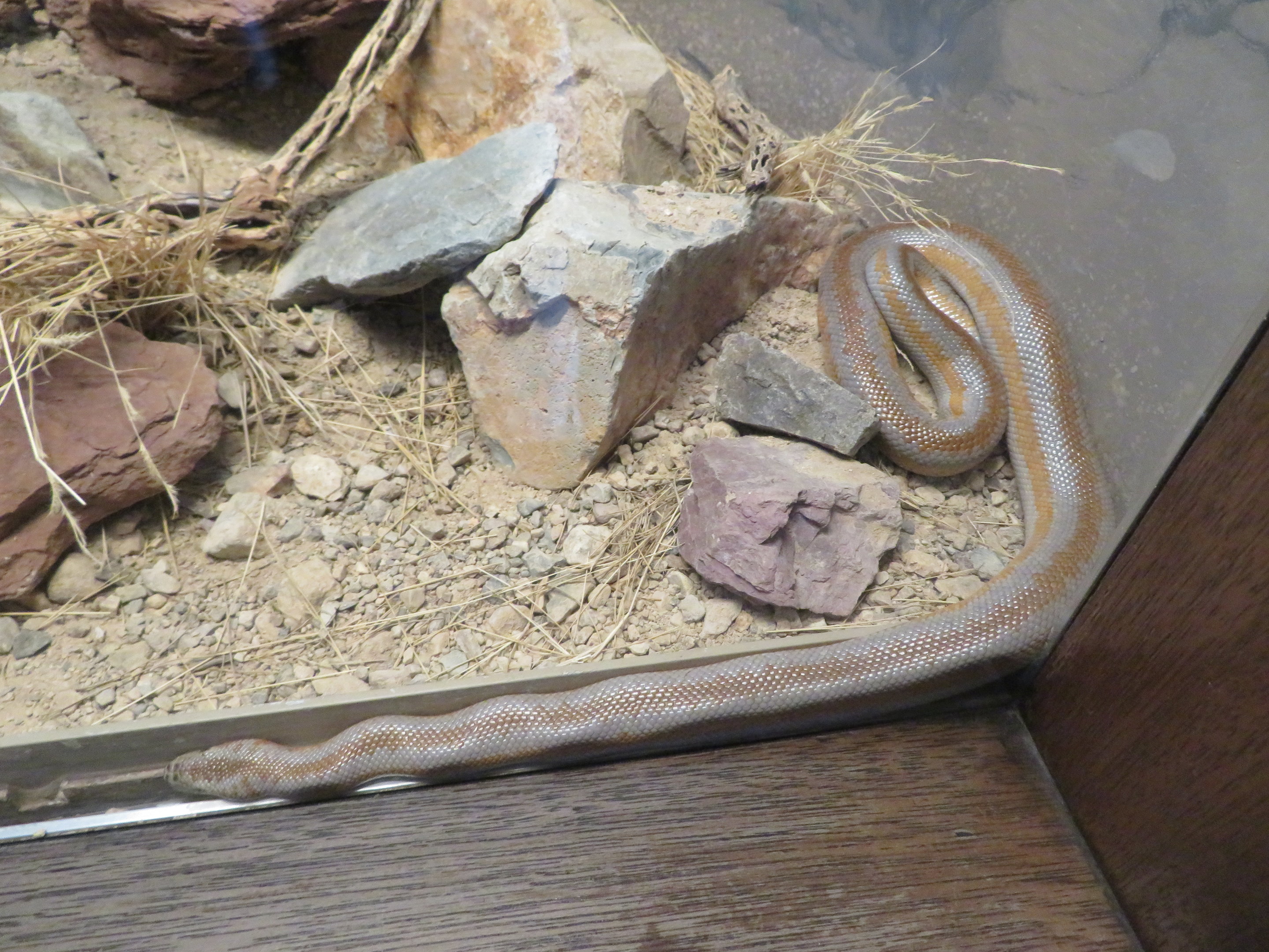 Desert Rosy Boa