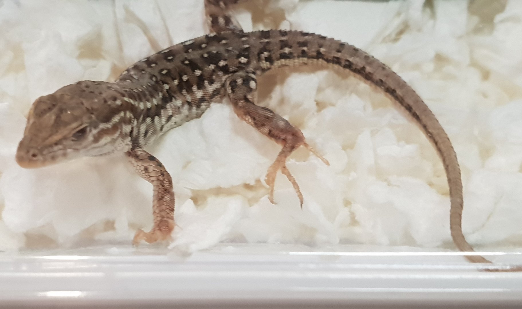 Desert runner - Eremias brenchleyi