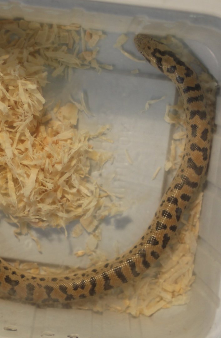 Desert sand boa - Eryx miliaris