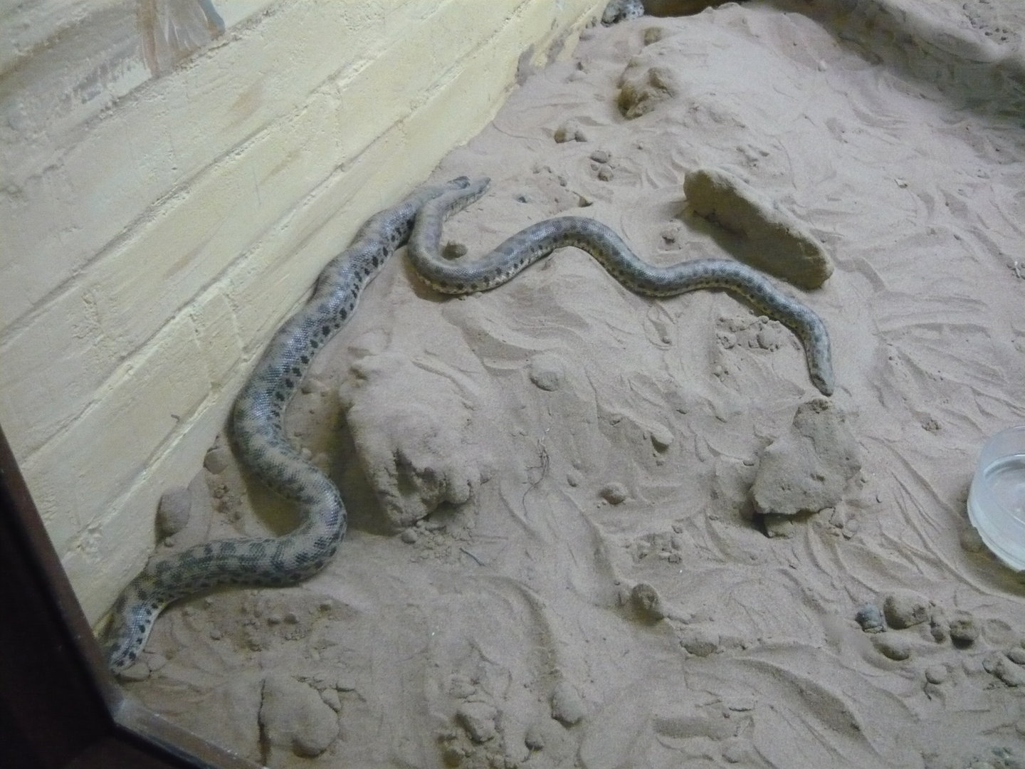 Desert sand boas (Eryx miliaris)