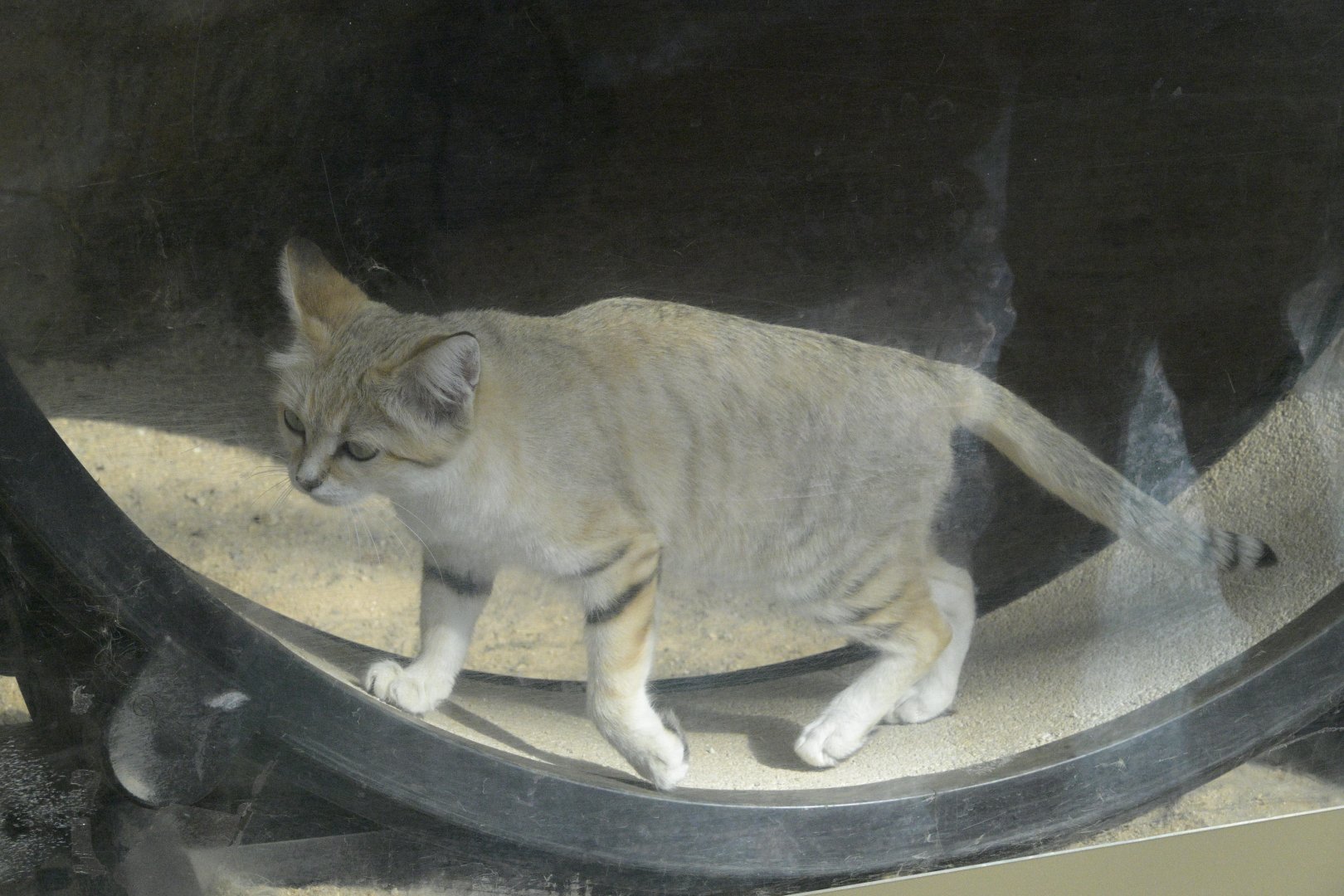 Desert - Sand Cat (Felis margarita) on Running Wheel