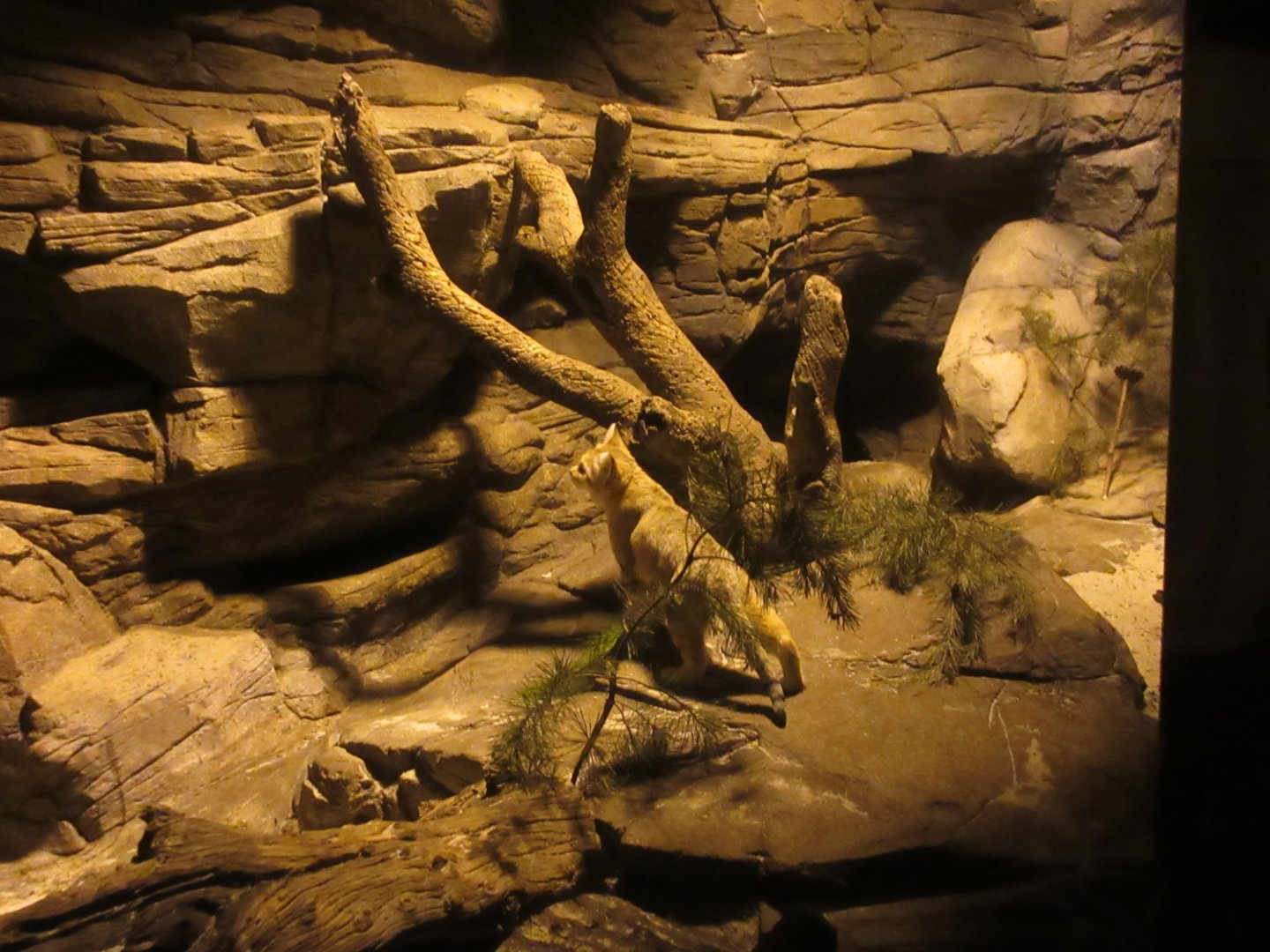 Desert - Sand Cat (Felis margarita)