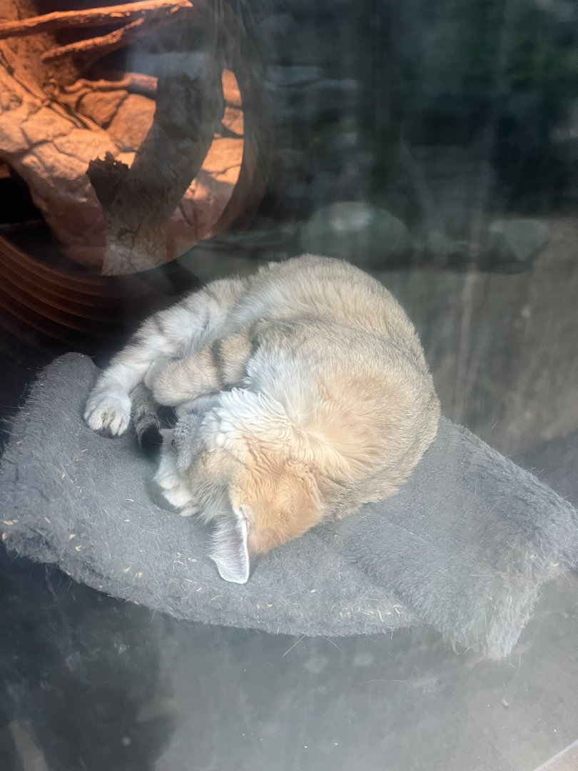 Desert: Sand Cat having a Cat Nap