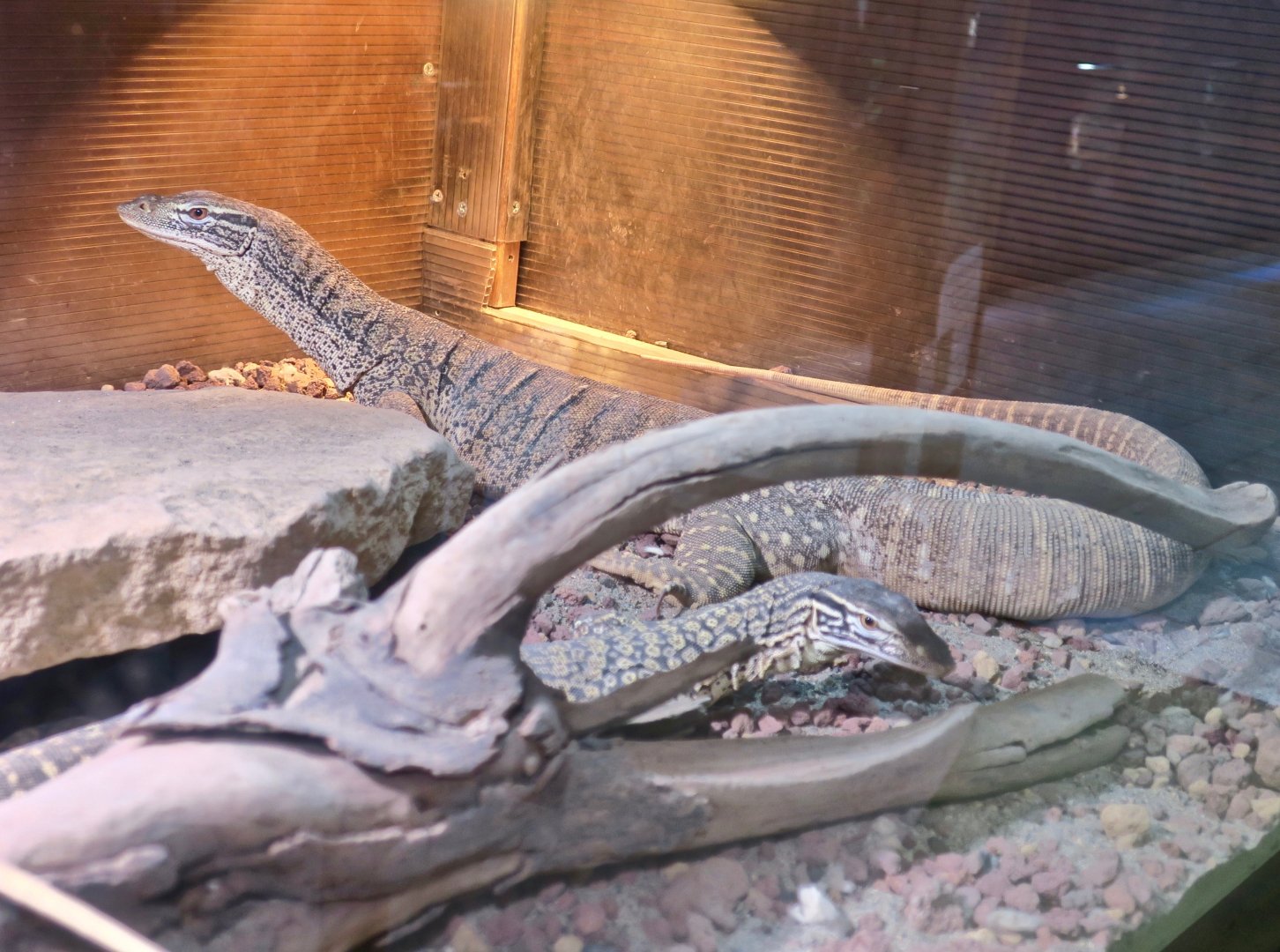 Desert Sand Goanna (Varanus gouldii flavirufus)