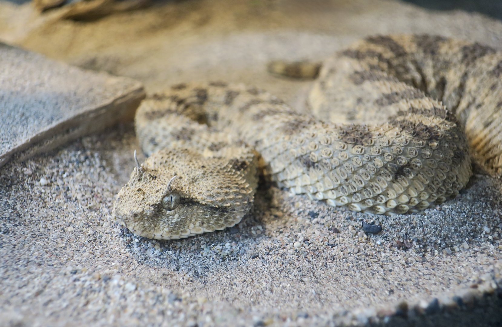 Desert Sand Viper (Cerastes cerastes)