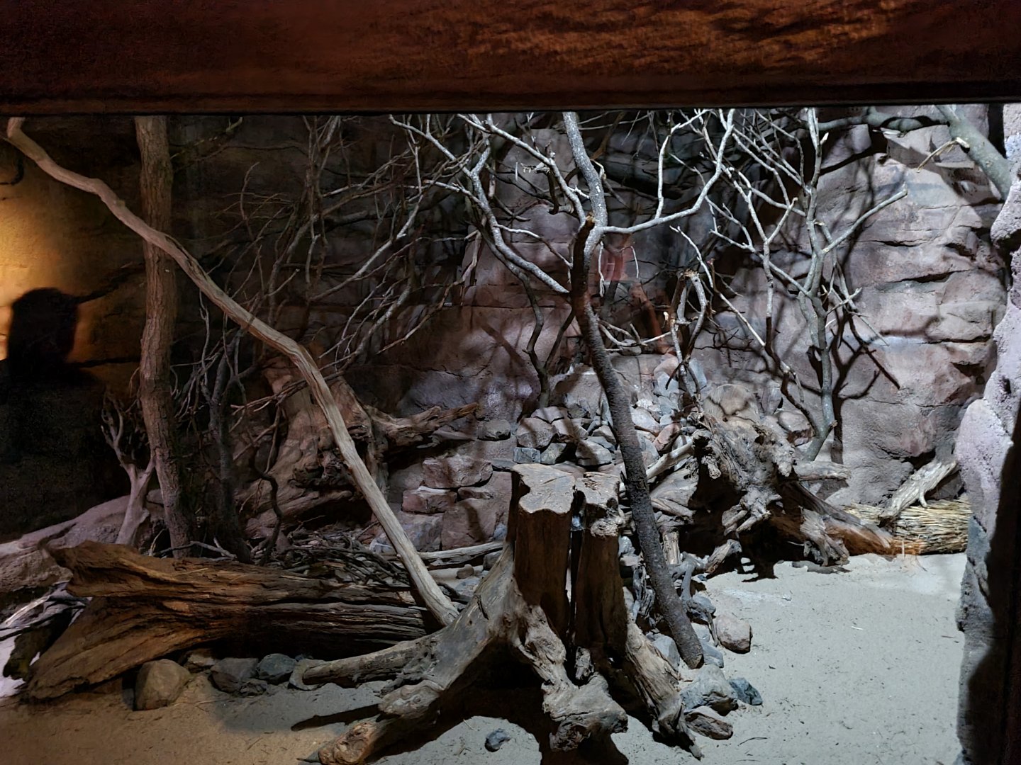 Desert - Second Ringtail enclosure