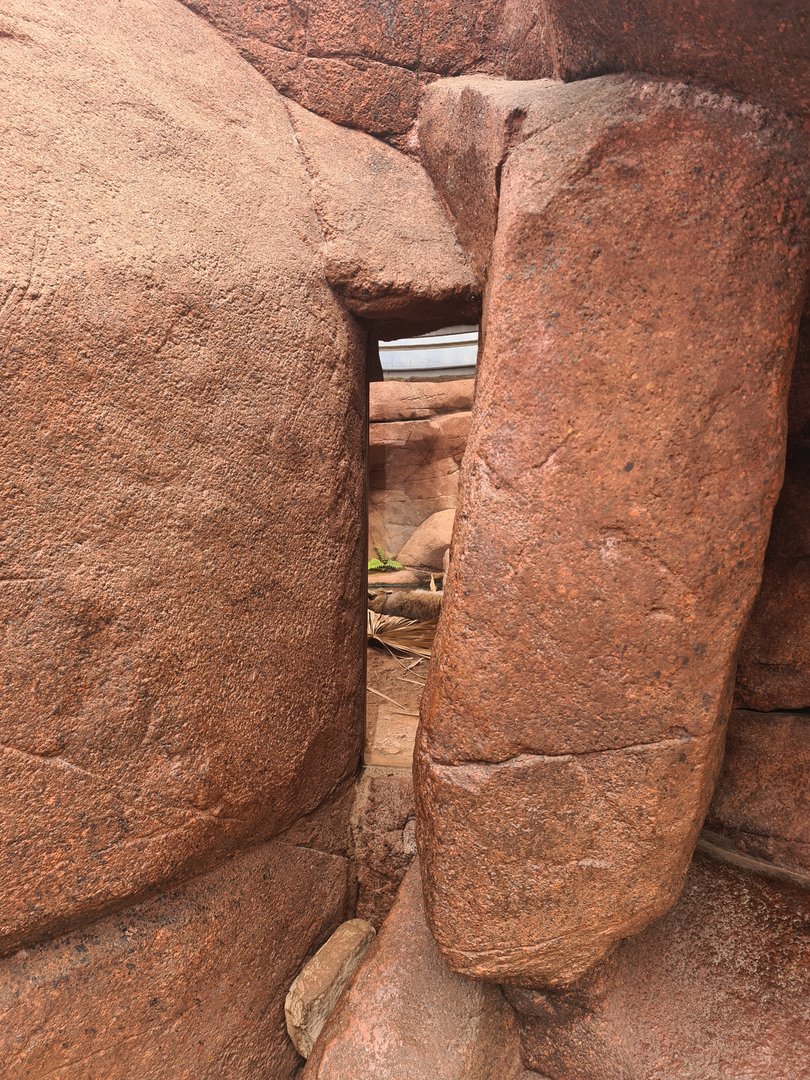 Desert - Secret viewing window into Bobcat enclosure