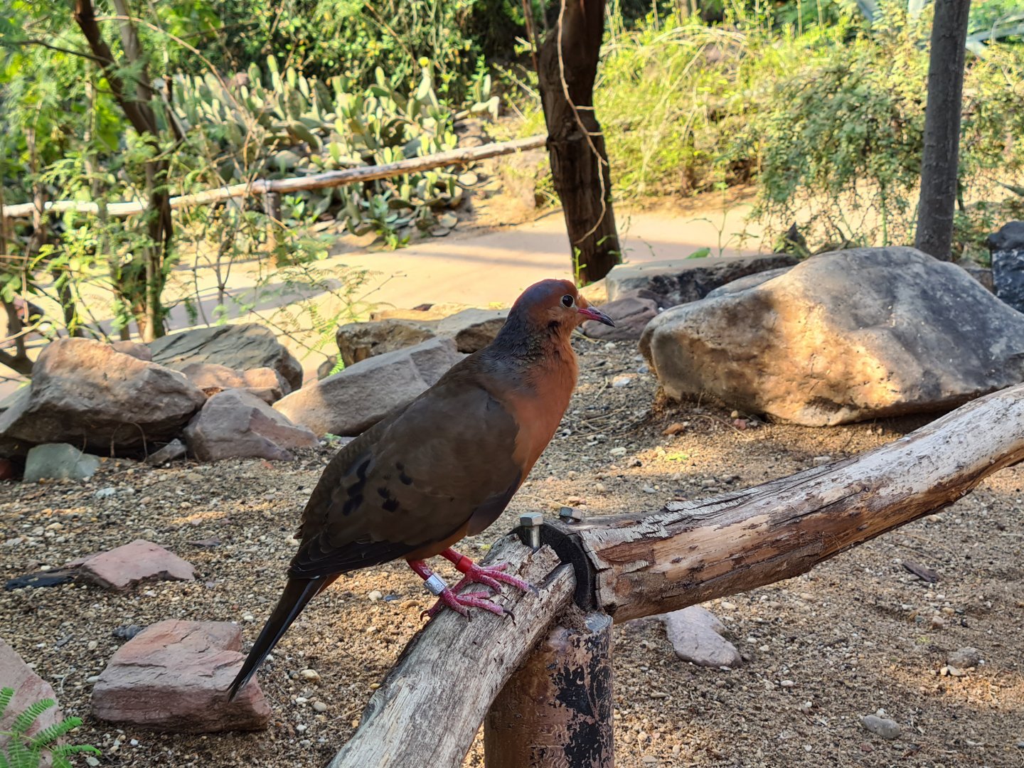 Desert - Socorro dove