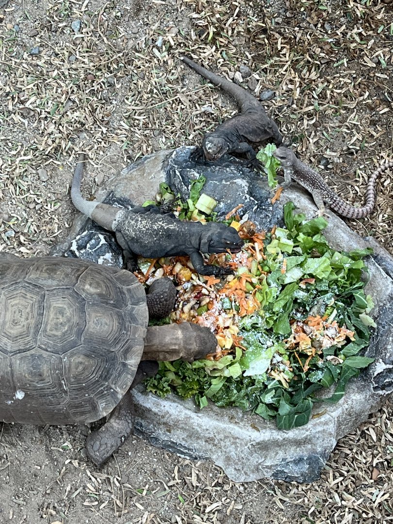Desert: Sonora Desert Reptiles Feeding