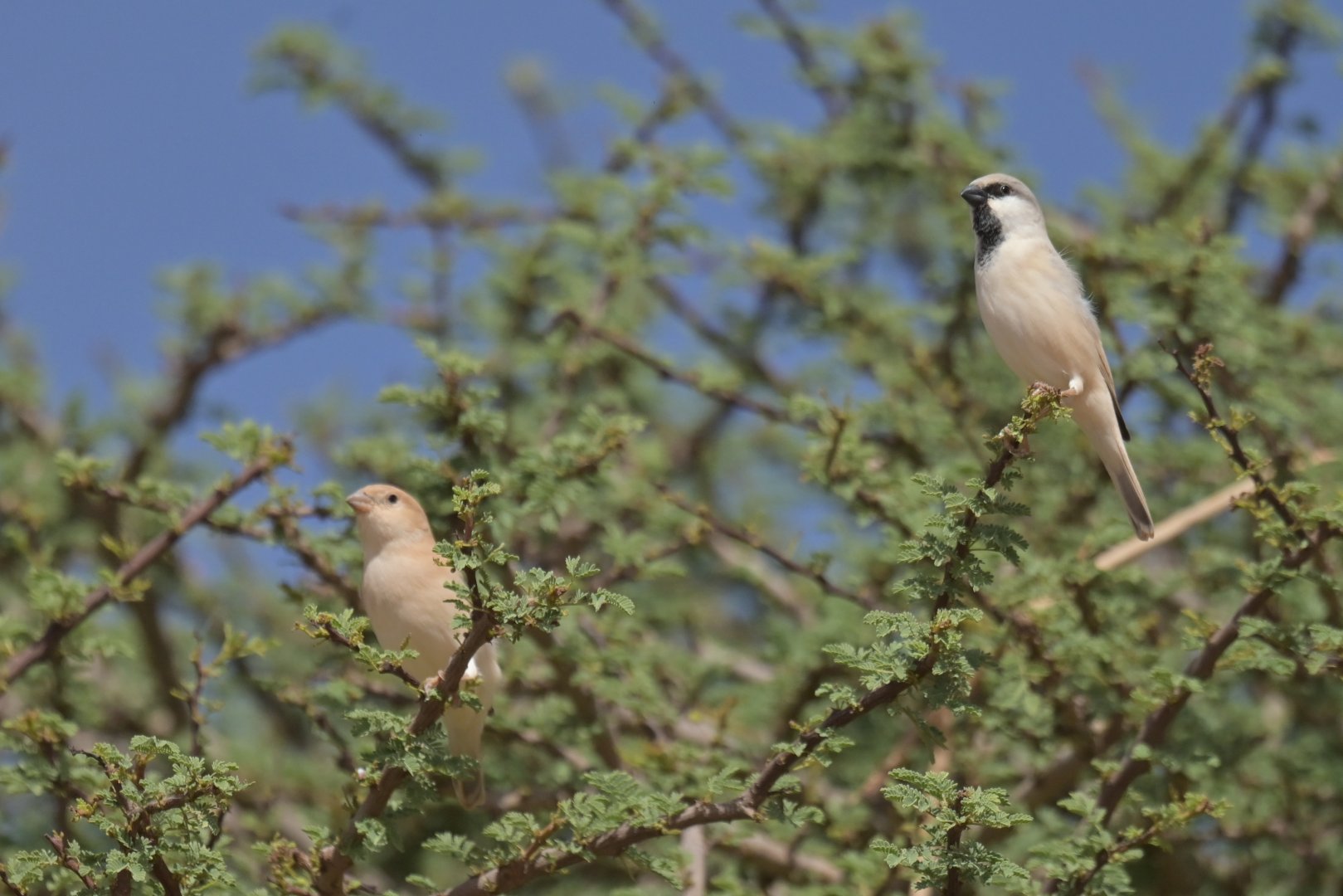Desert Sparrow Passer simplex