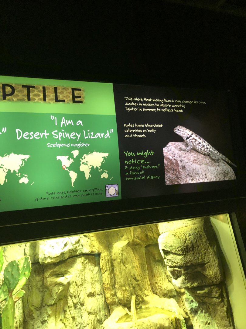 Desert Spiney Lizard Sign