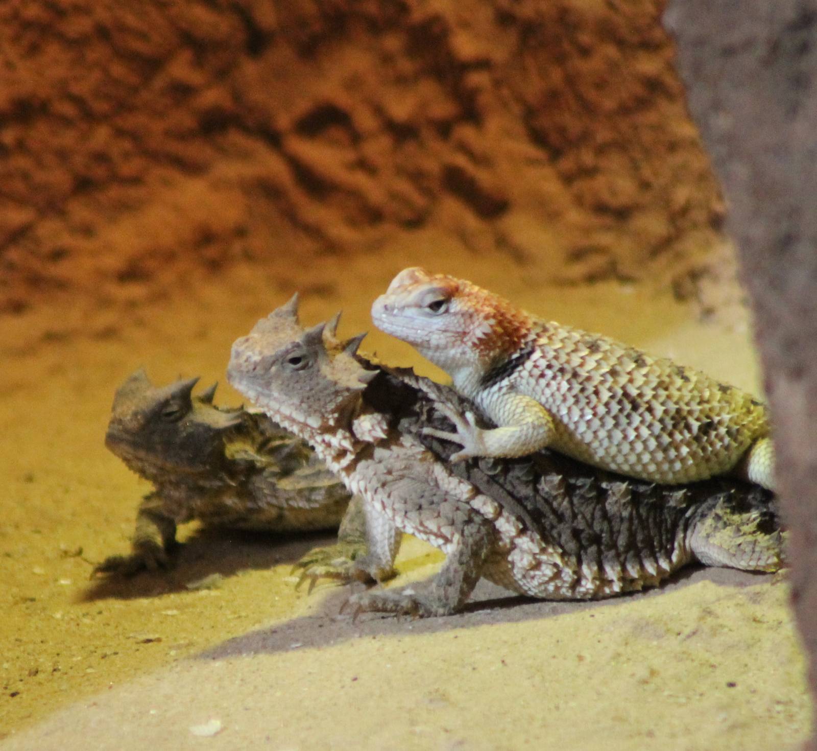 Desert spiny lizard and Giant horned lizards