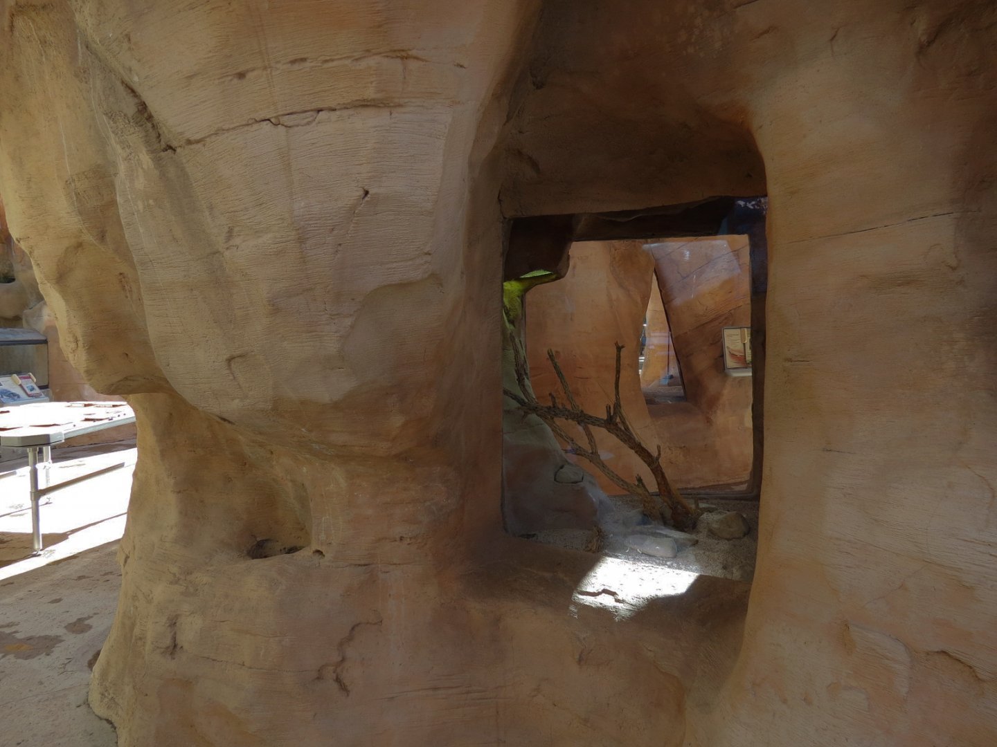 Desert Spiny Lizard Exhibit