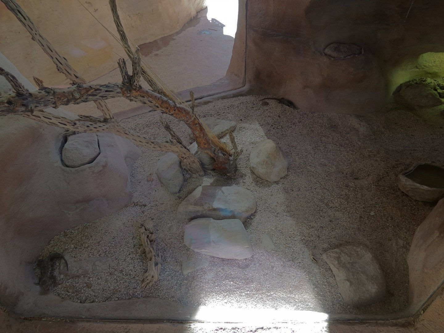 Desert Spiny Lizard Exhibit