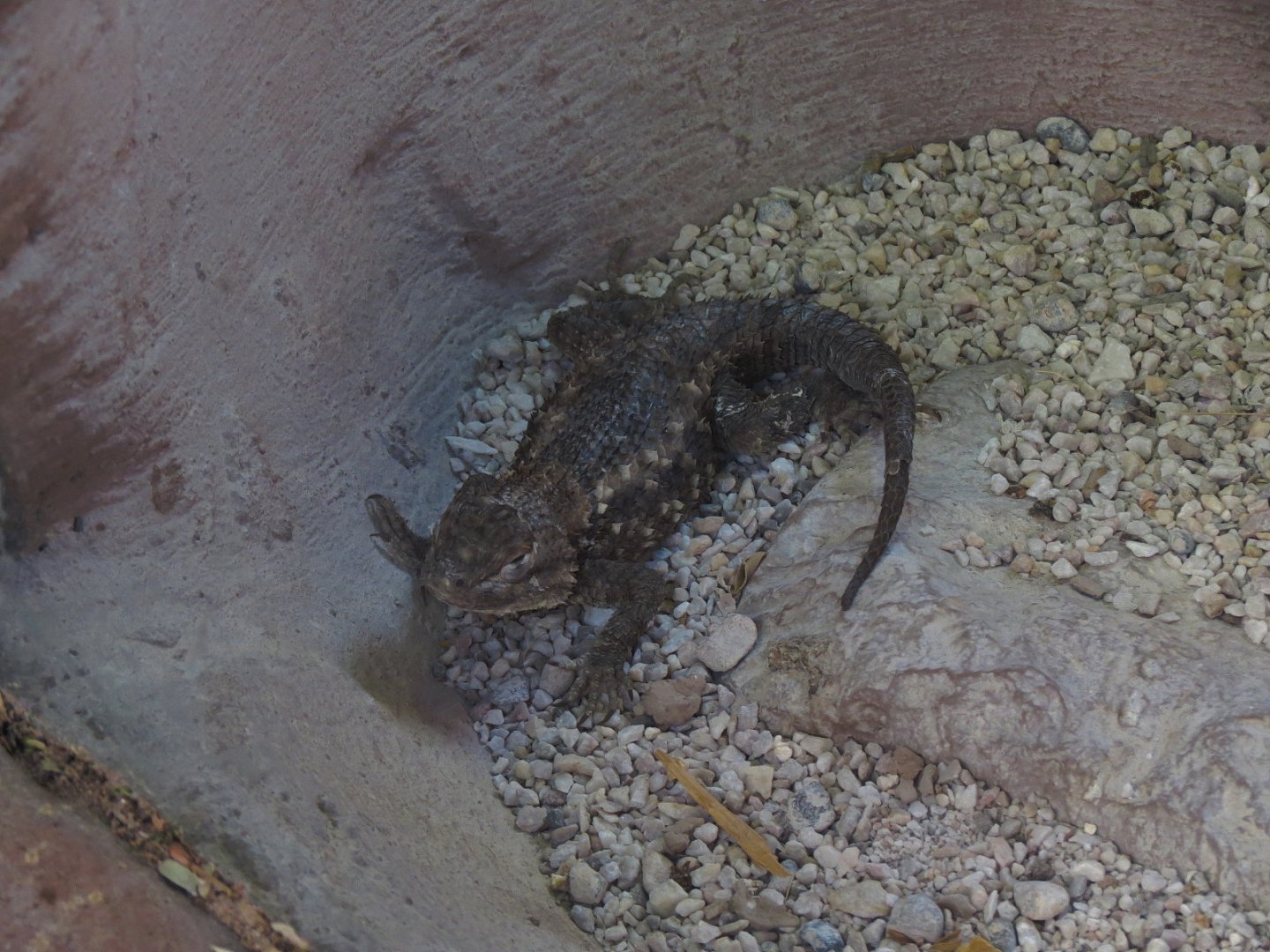 Desert Spiny Lizard Exhibit