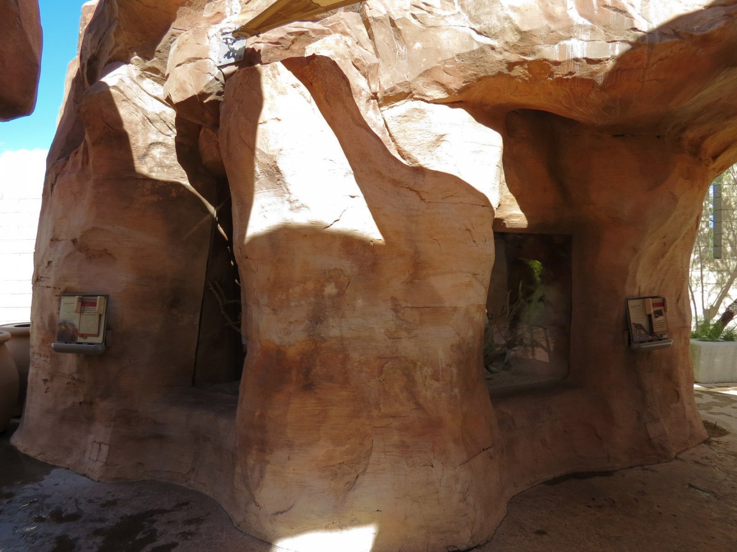 Desert Spiny Lizard Exhibit