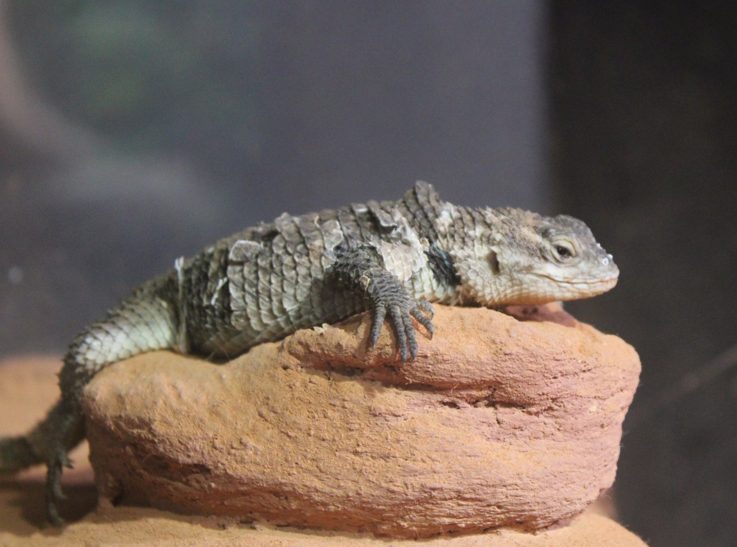 Desert spiny lizard - Sceloporus magister