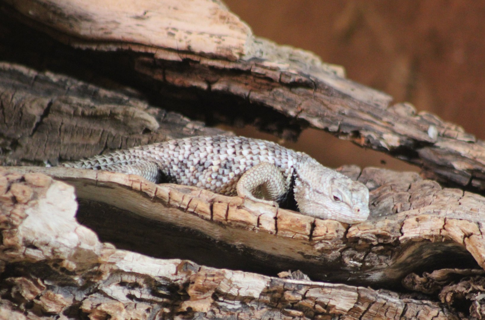 Desert spiny lizard - Sceloporus magister