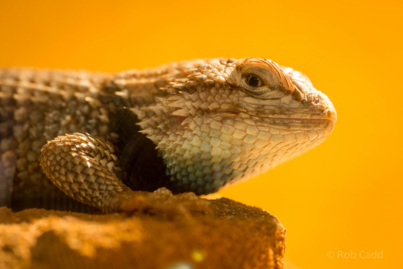 Desert spiny lizard : Wingham : 13 Oct 2014