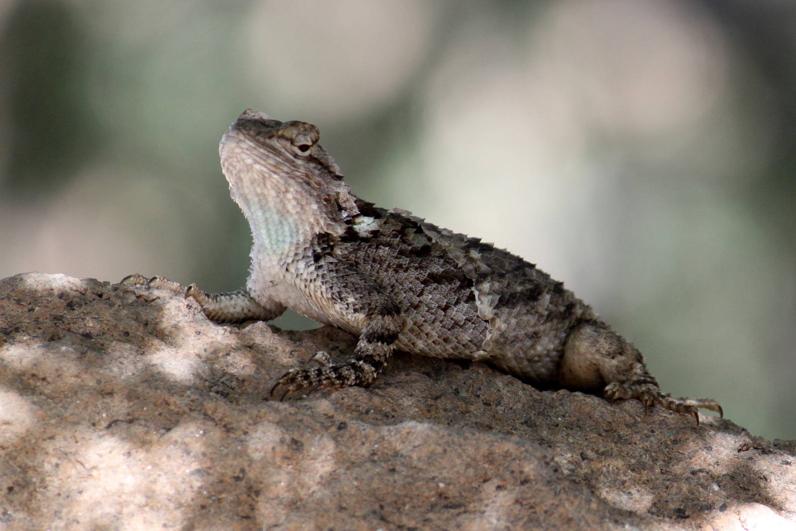 Desert Spiny Lizard