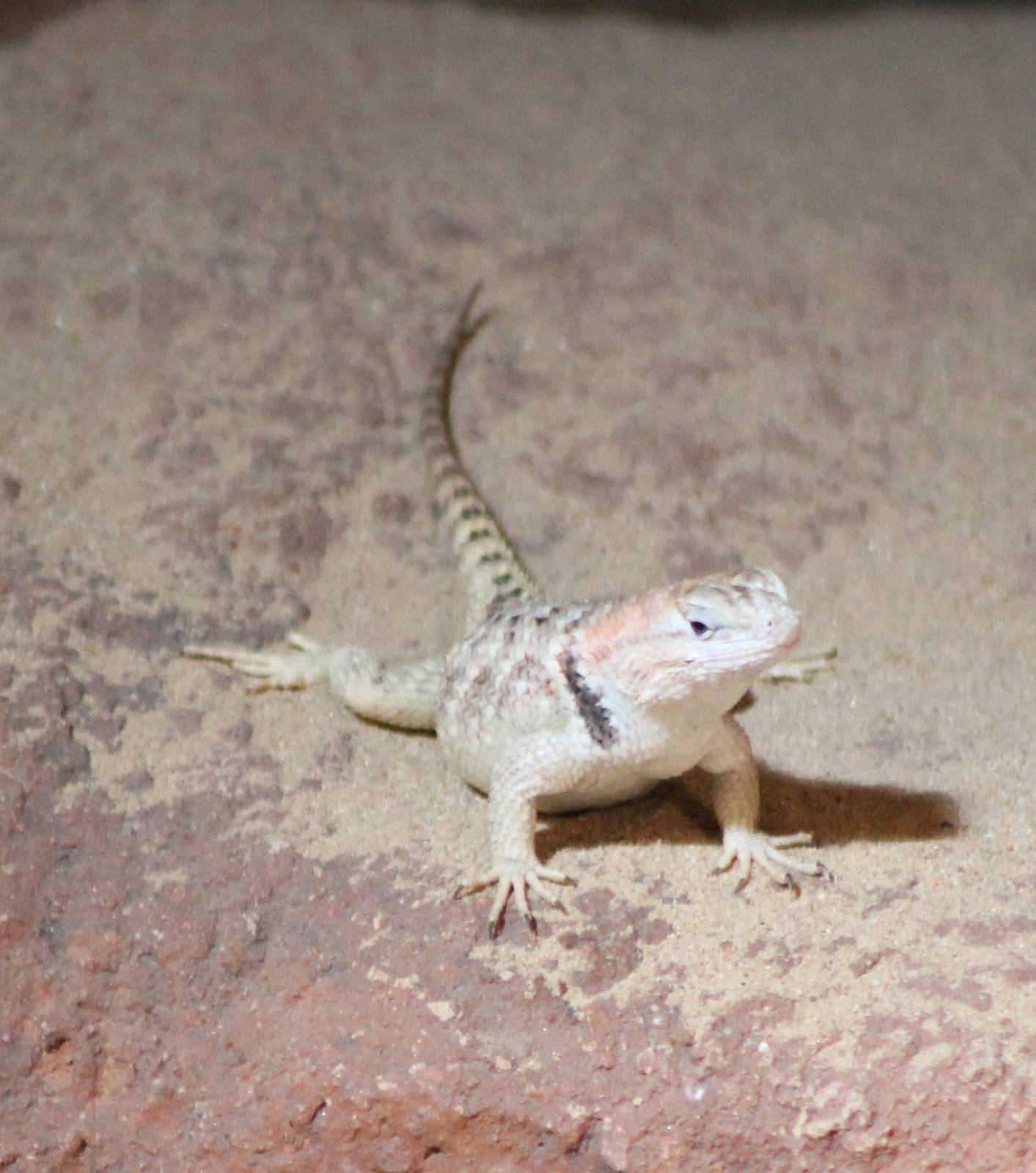 Desert spiny lizard