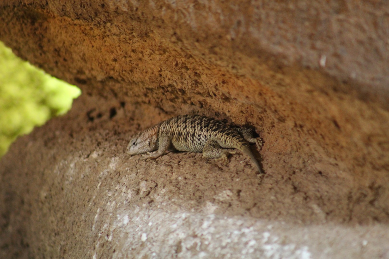 Desert Spiny Lizard
