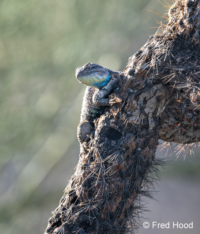 Desert Spiny Lizard