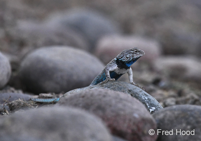 desert spiny lizard