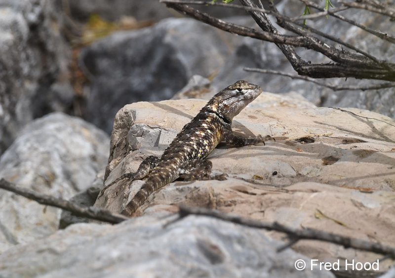 desert spiny lizard