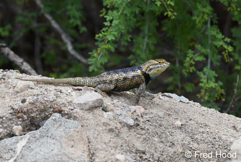 desert spiny lizard