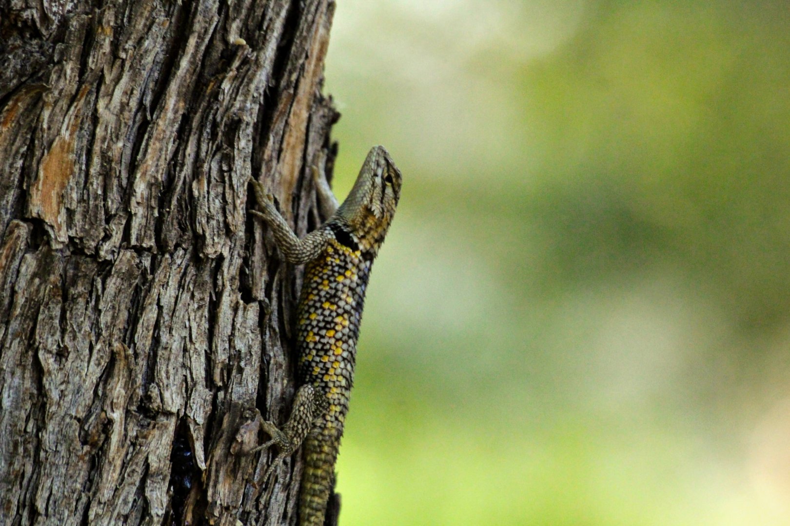 Desert Spiny Lizard