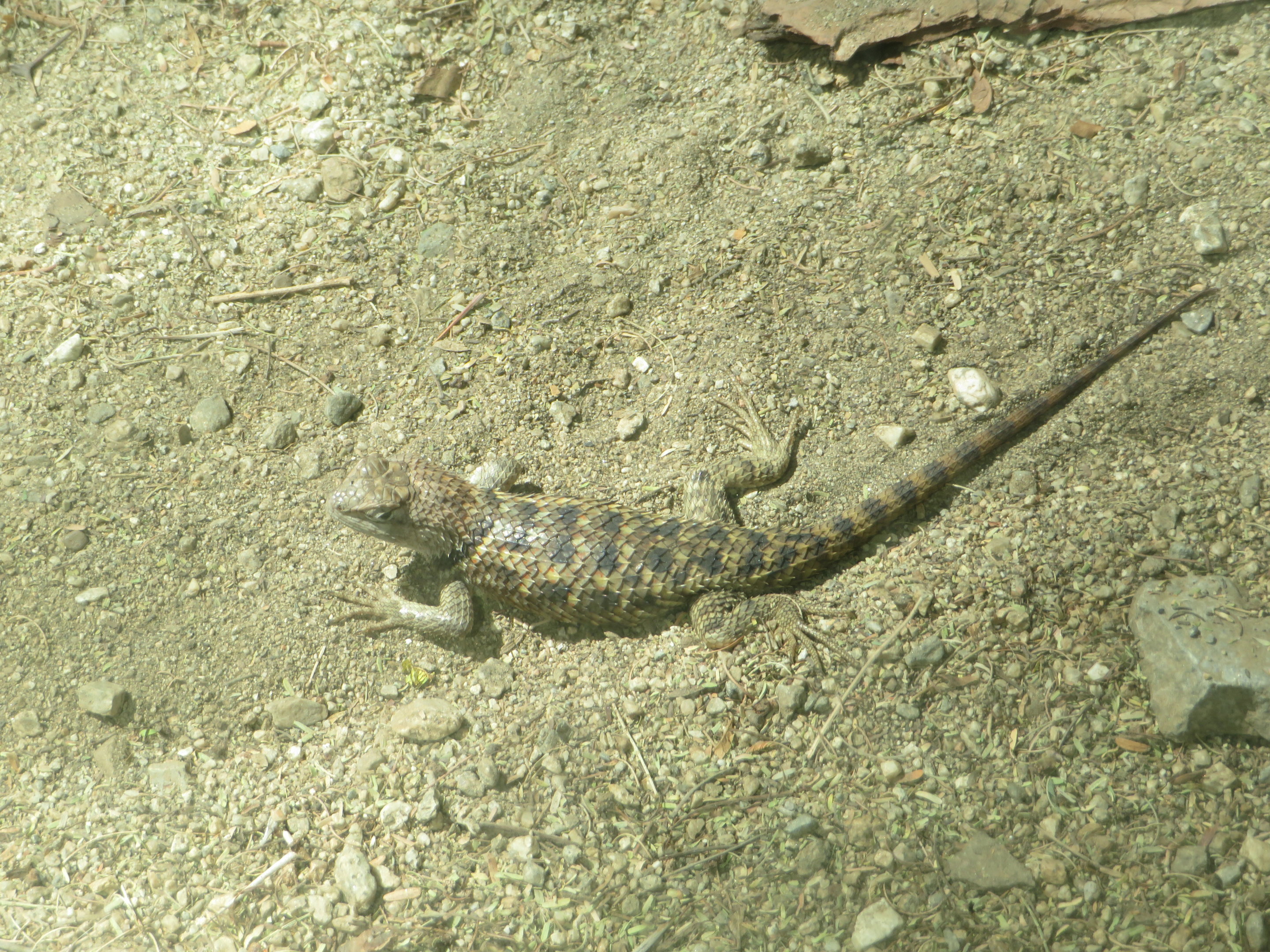 Desert Spiny Lizard