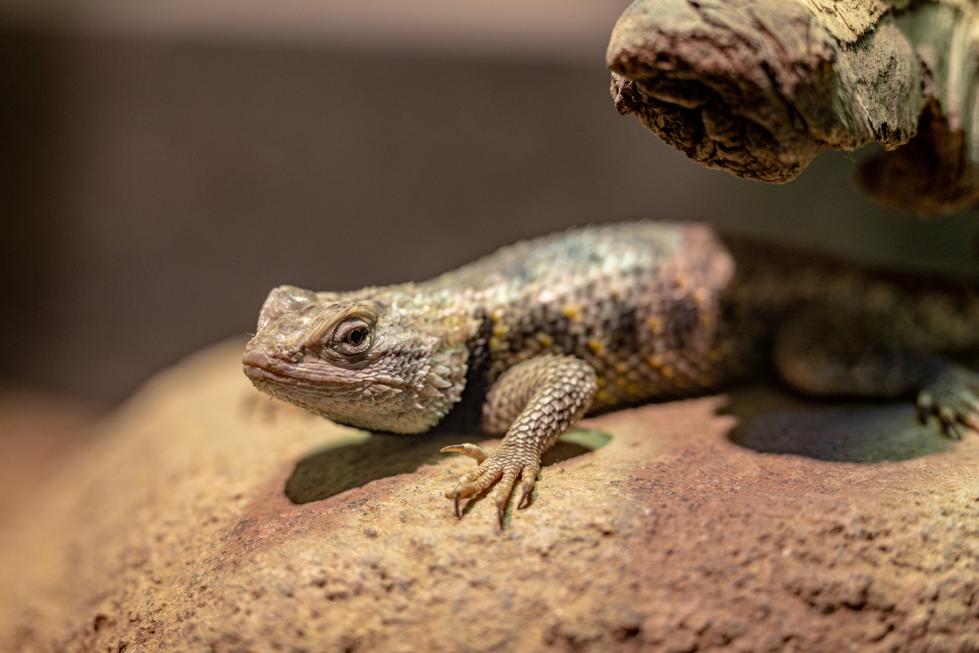 Desert Spiny Lizard
