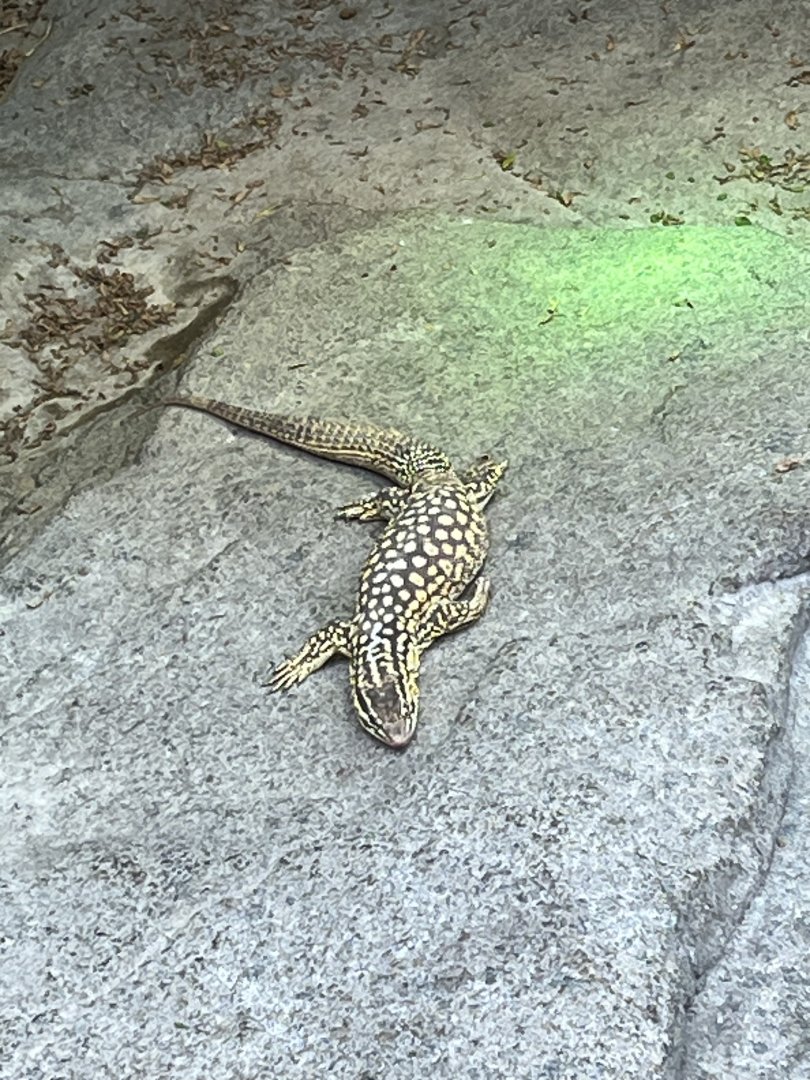 Desert: Spiny-tailed Monitor
