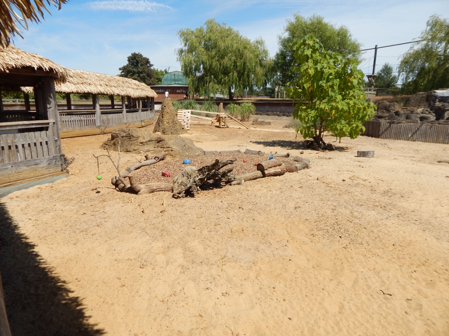 Desert Springs - Meerkat exhibit 110722