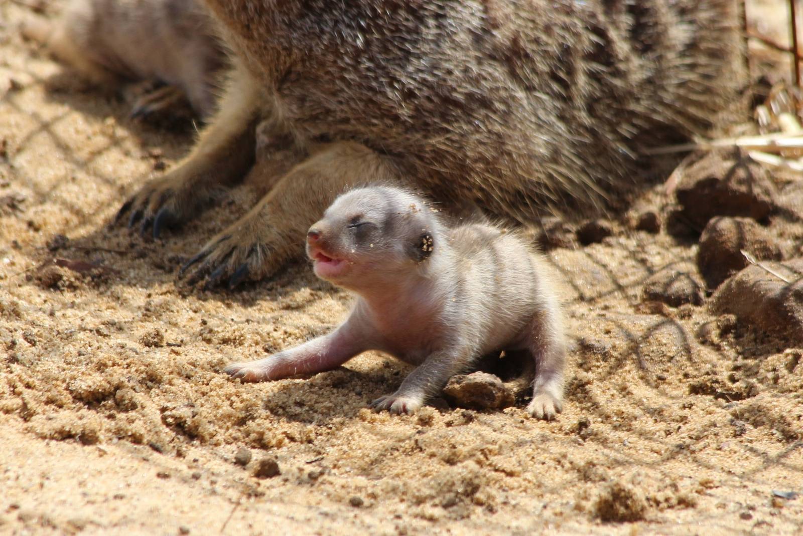 Desert Springs - Very young Meerkat pup
