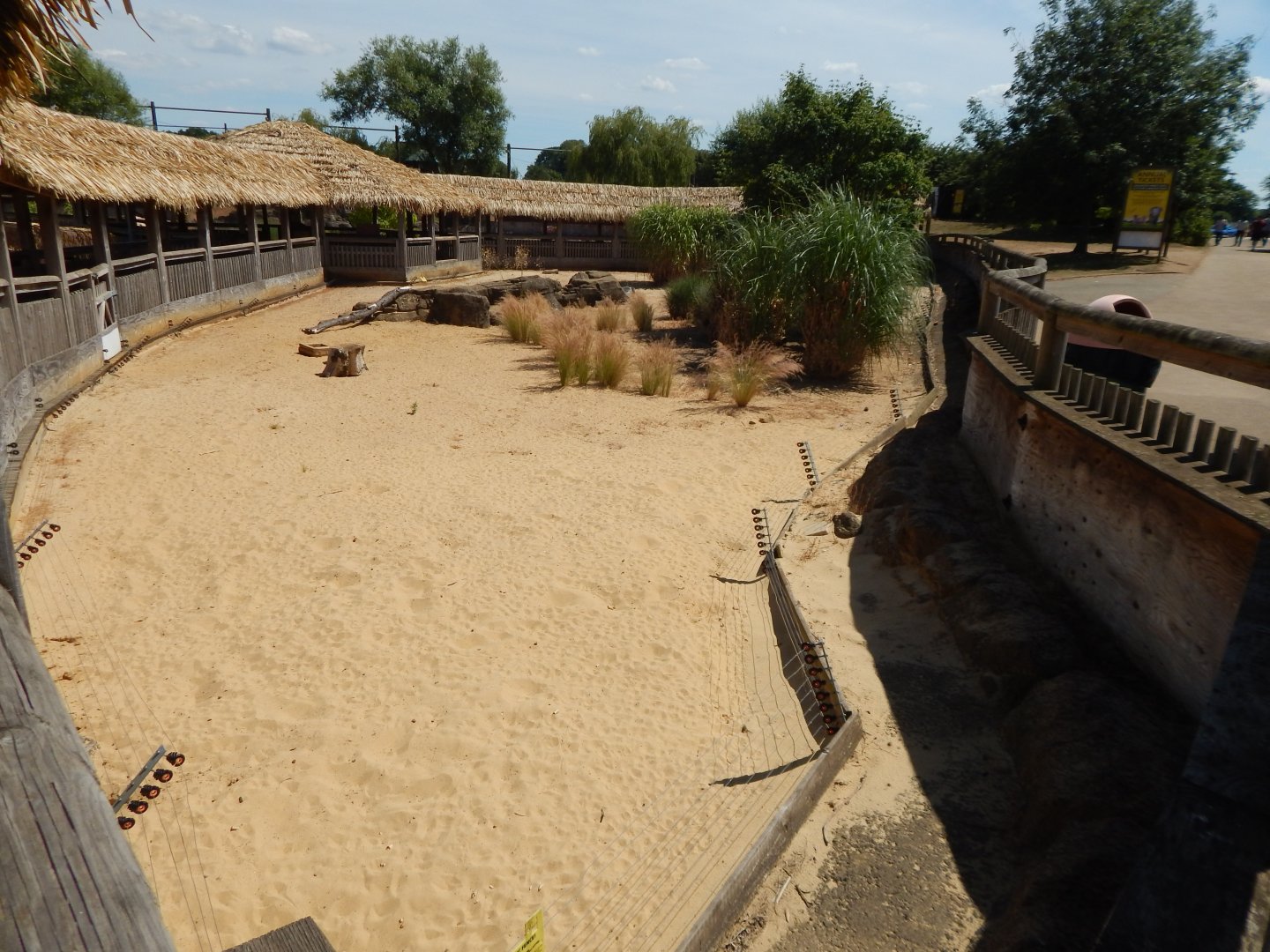 Desert Springs - Yellow mongoose exhibit 110722