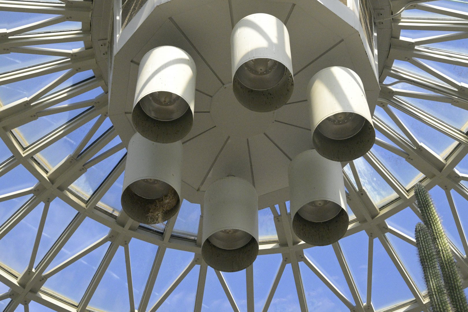 Desert - Superb Starling (Lamprotornis superbus) Nest in Dome Fixture