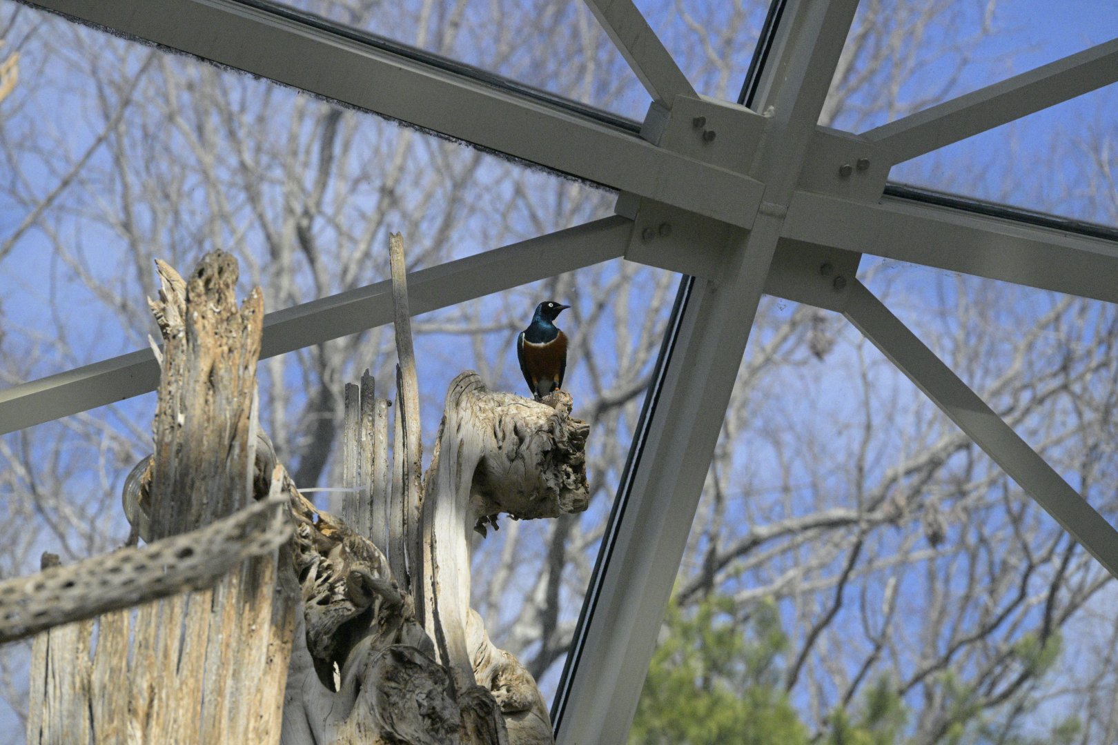 Desert - Superb Starling (Lamprotornis superbus)