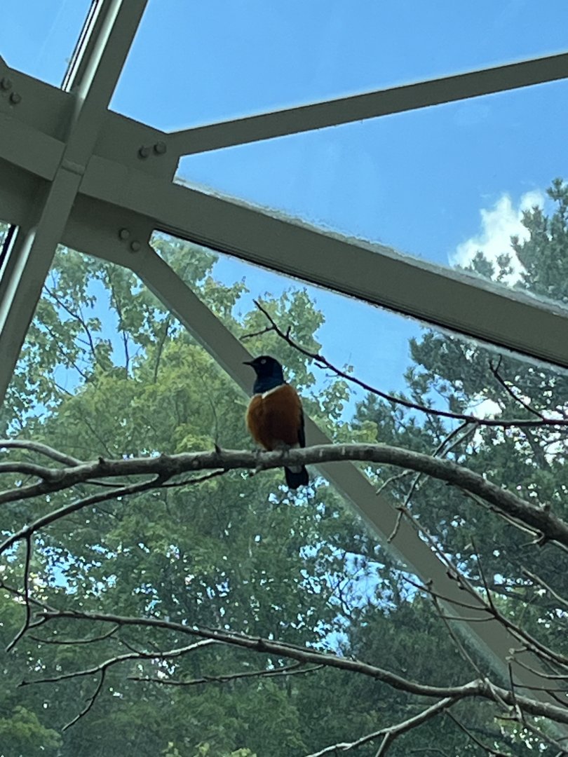 Desert: Superb Starling