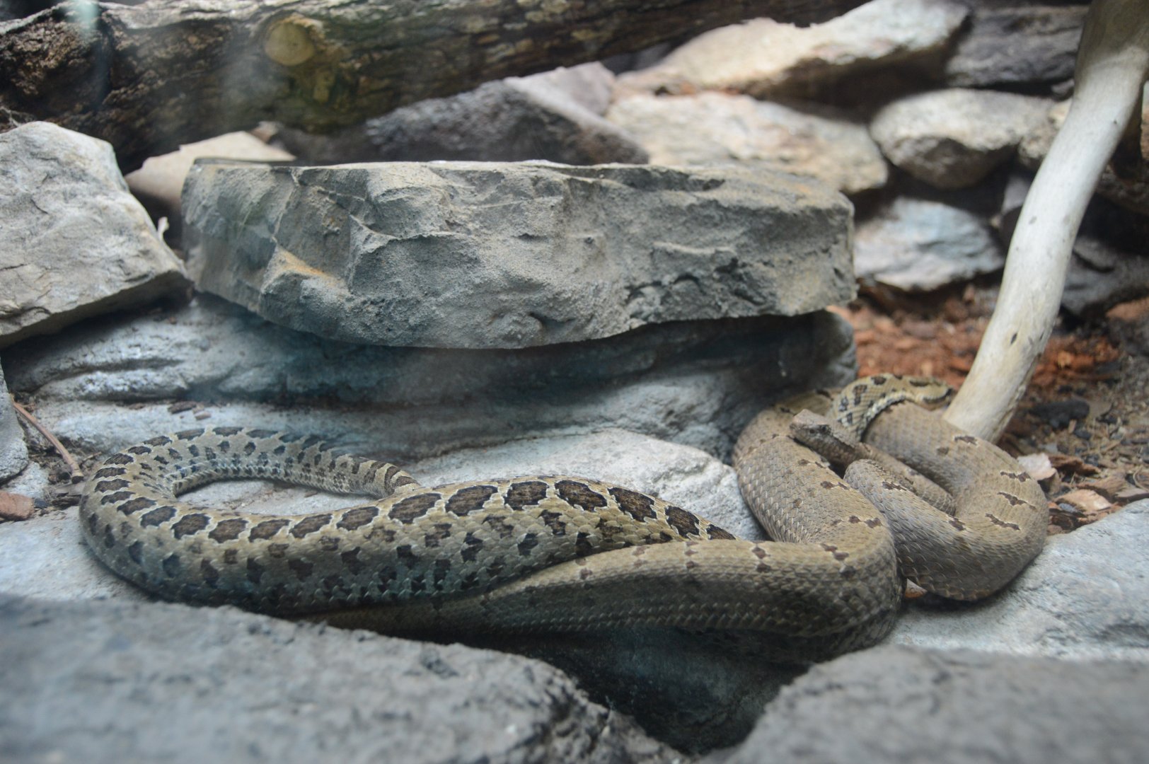 Desert - Tamaulipan Rock Rattlesnake (Crotalus lepidus morulus) and Central Plateau Dusky Rattlesnake (Crotalus triseriatus triseriatus)