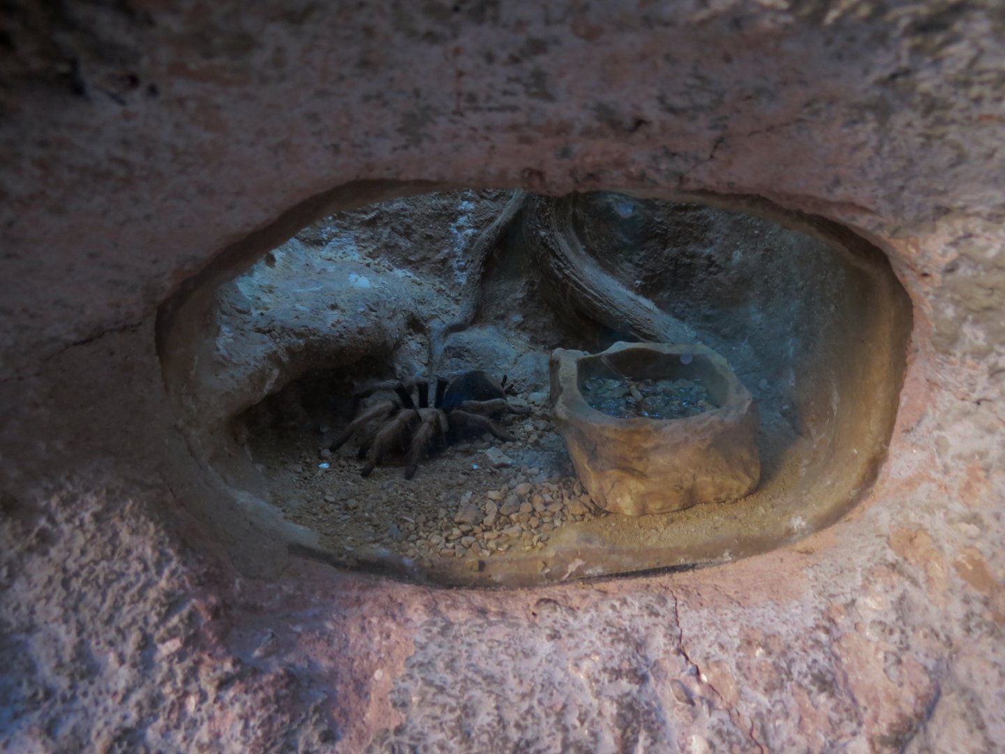 Desert Tarantula Exhibit