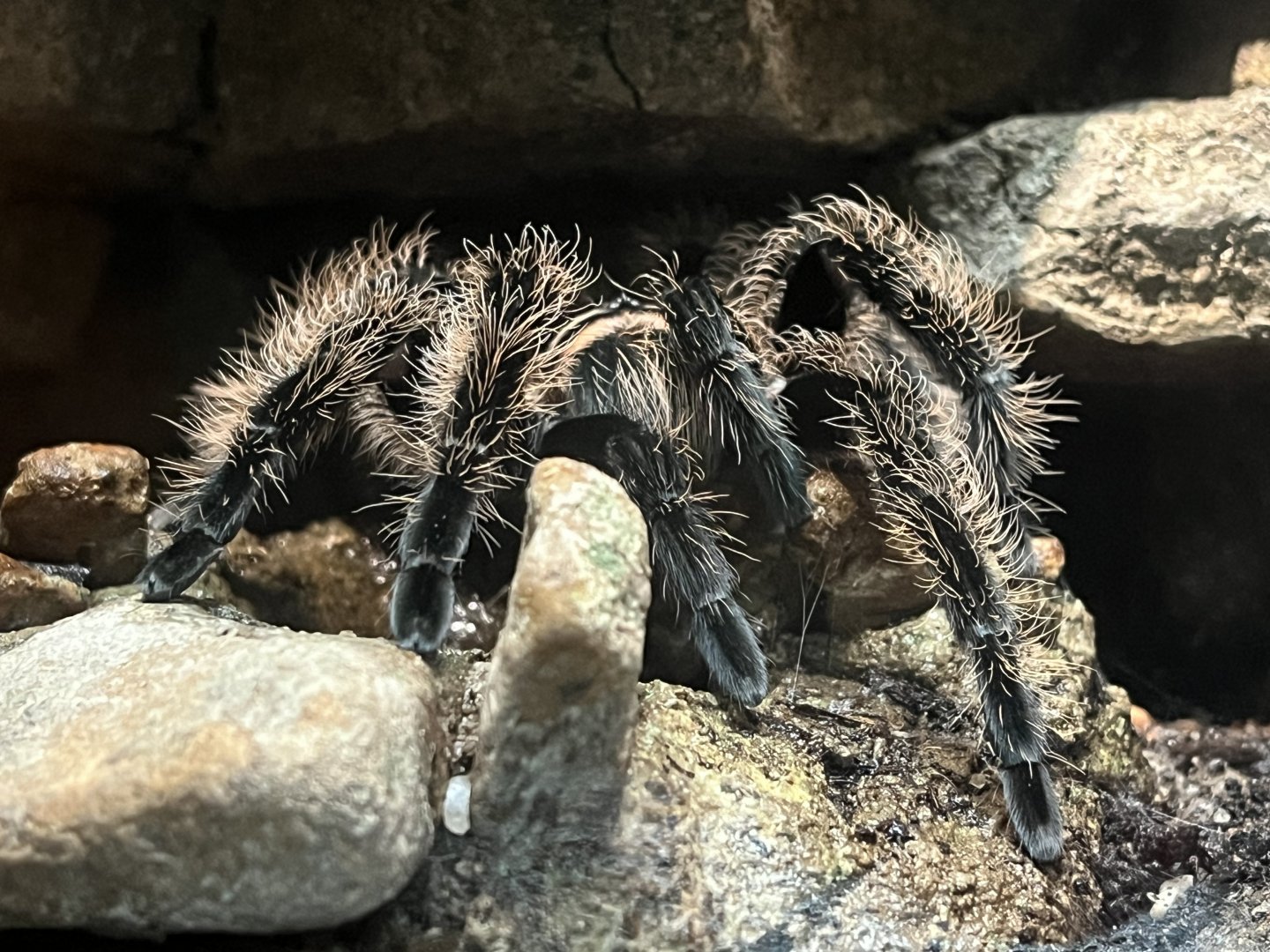 Desert: Tarantula