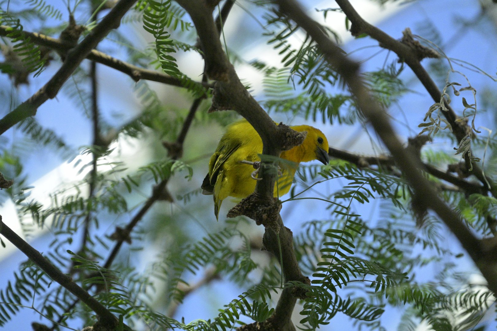 Desert - Taveta Golden-Weaver (Ploceus castaneiceps)