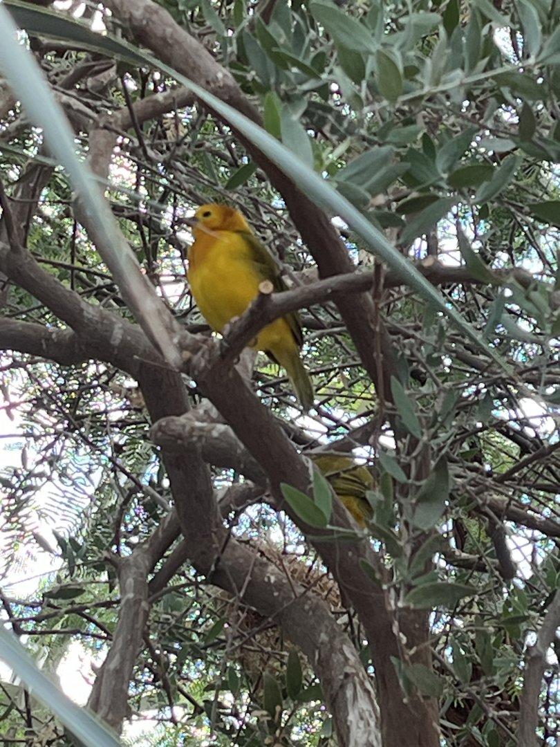 Desert: Taveta Golden Weaver