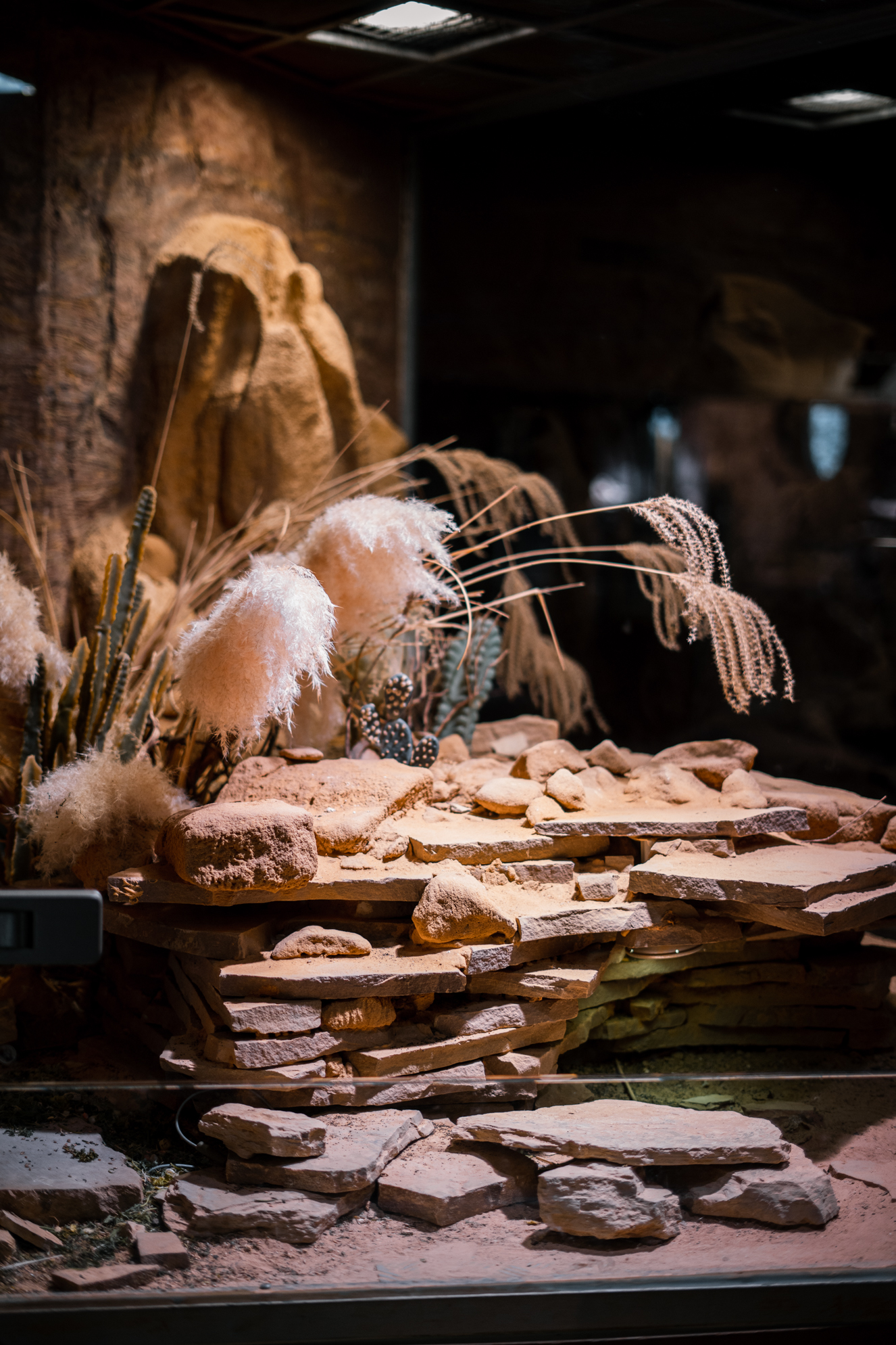 Desert terrarium for Geyr's Spiny-Tailed Lizards