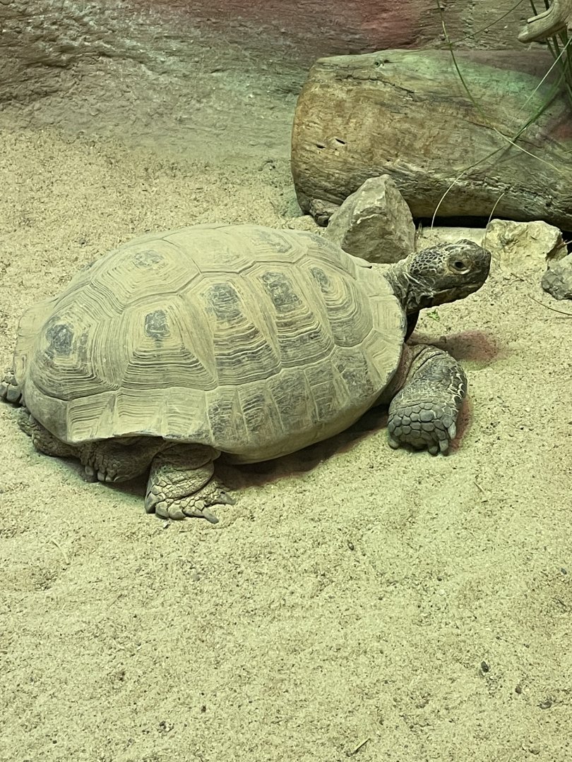 Desert Tortoise (3/17/22)