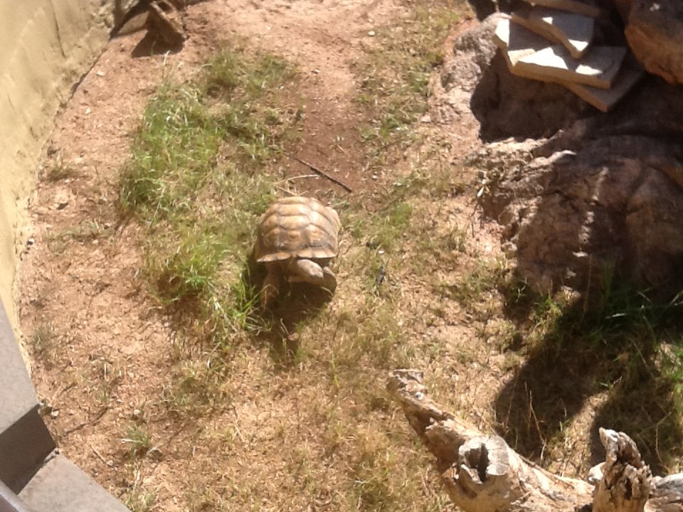 Desert Tortoise 6-22-2019