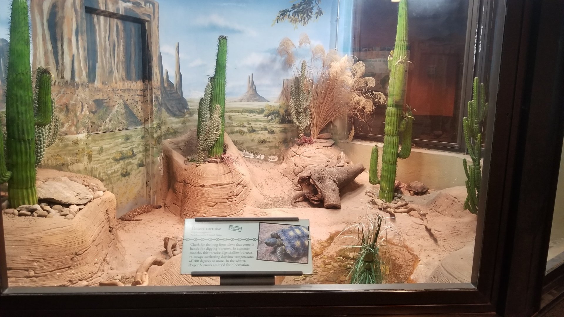 Desert Tortoise and Beaded Lizard exhibit